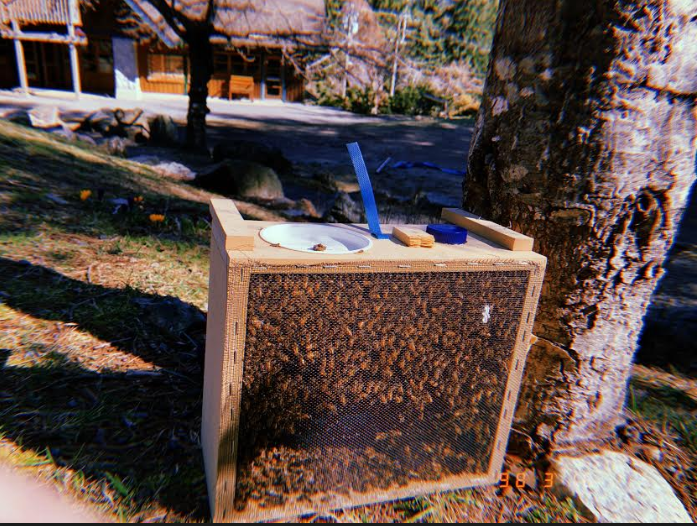 Beemail: An Update on the IPS Honey Bees